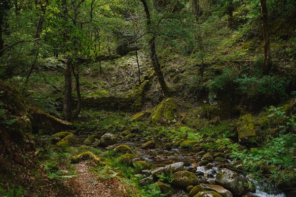 Quels sont les défis et solutions pour la conservation des écosystèmes forestiers ?