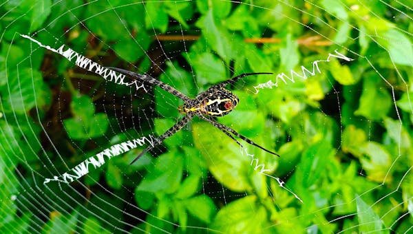Animaux dangereux en Nouvelle-Zélande : soyez vigilants !