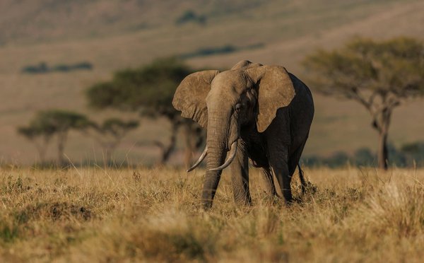 Safari en afrique : un voyage inoubliable à travers la faune