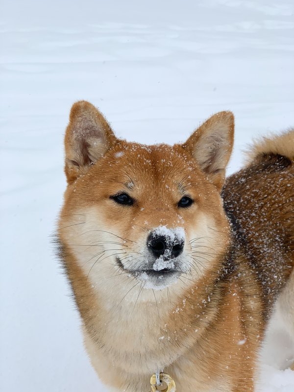 Le Shiba Inu en Alsace : un compagnon plein de charme